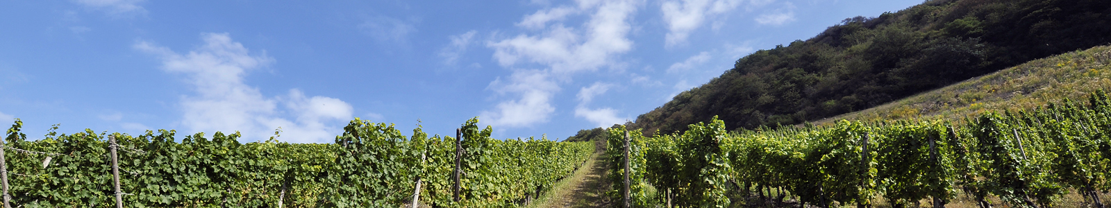 Blick in Weinberge ©DLR